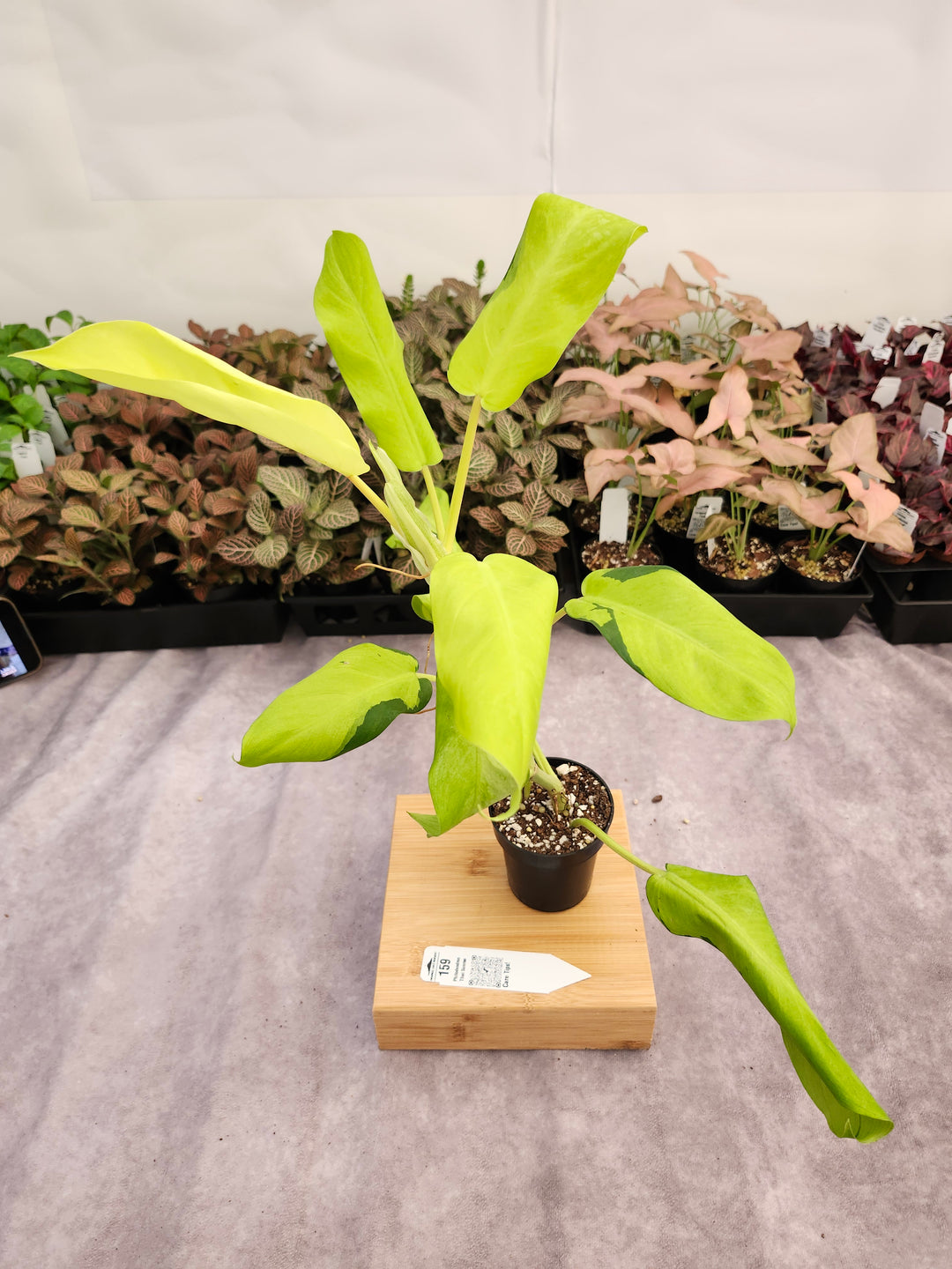 Philodendron Thai Sunrise (3in)-159