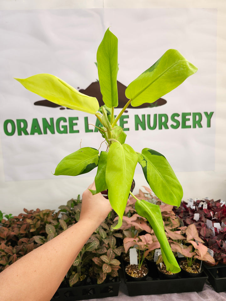 Philodendron Thai Sunrise (3in)-159