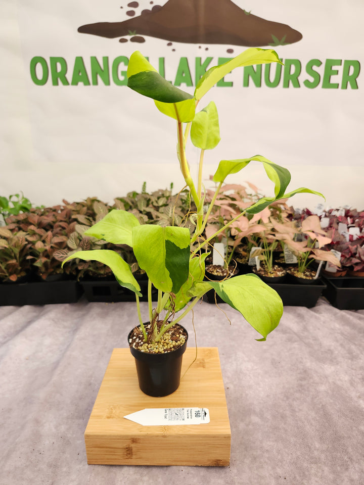 Philodendron Thai Sunrise (3in)-160