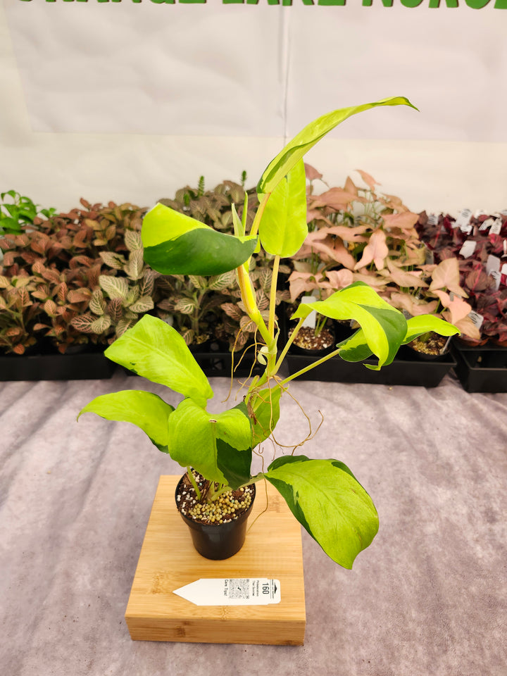 Philodendron Thai Sunrise (3in)-160
