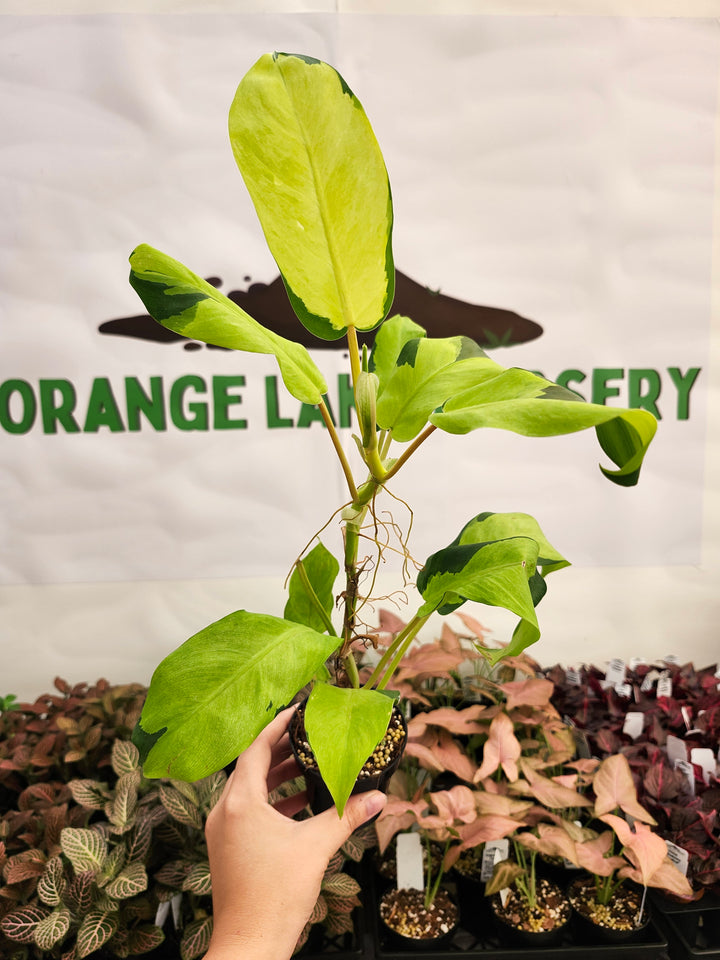 Philodendron Thai Sunrise (3in)-160