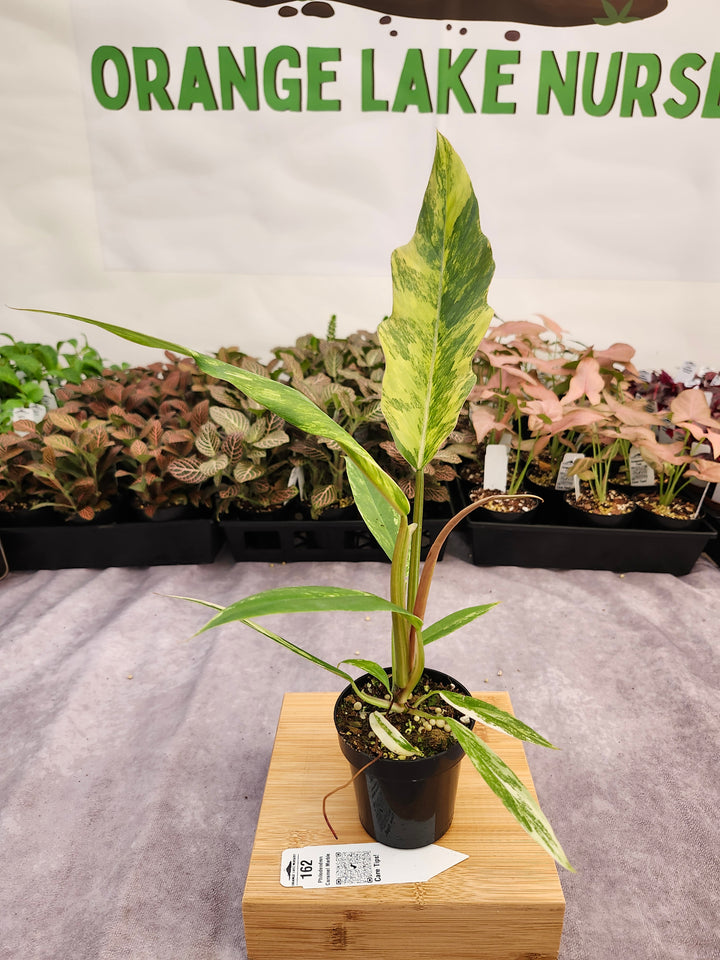Philodendron Caramel Marble (3in)-162