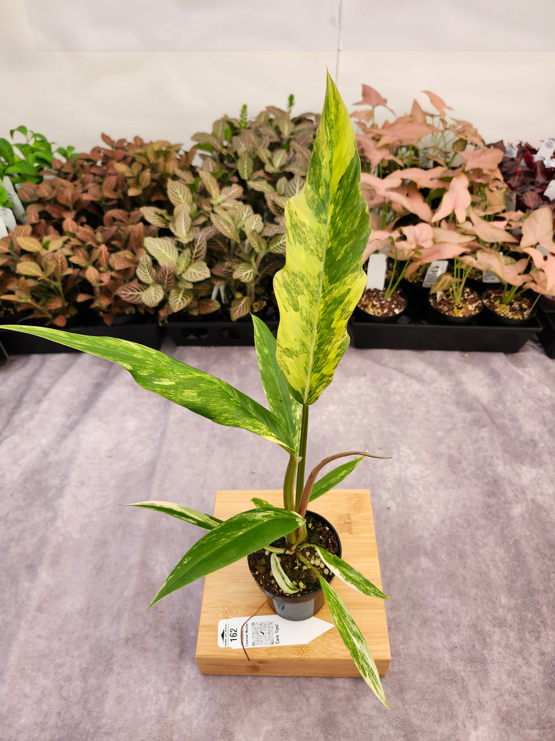 Philodendron Caramel Marble (3in)-162