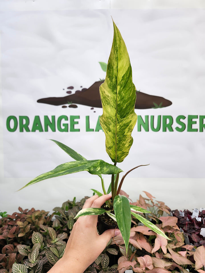 Philodendron Caramel Marble (3in)-162