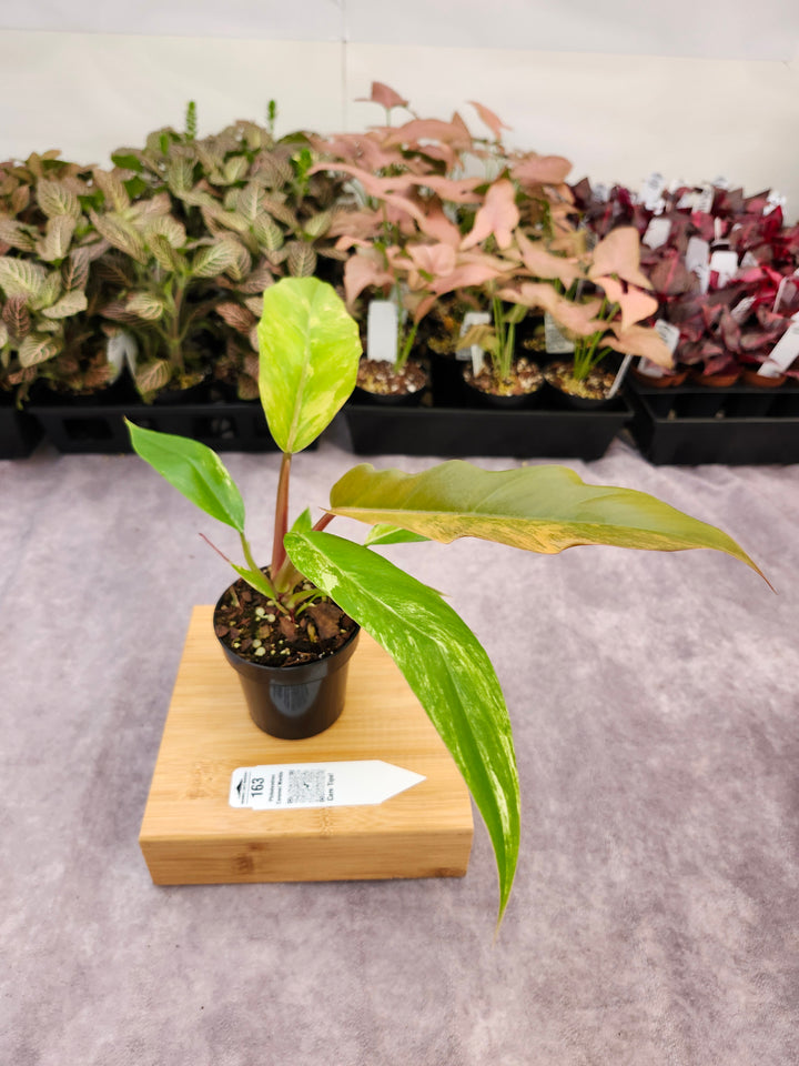 Philodendron Caramel Marble (3in)-163