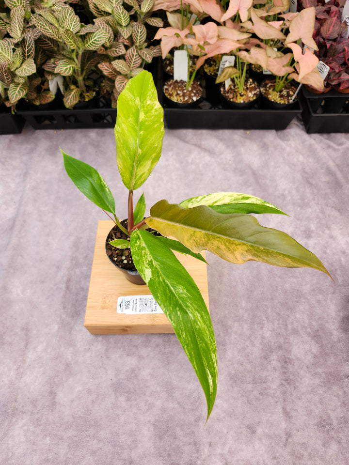Philodendron Caramel Marble (3in)-163