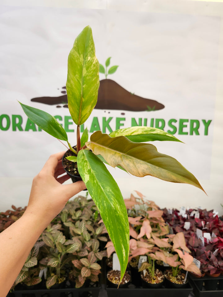 Philodendron Caramel Marble (3in)-163