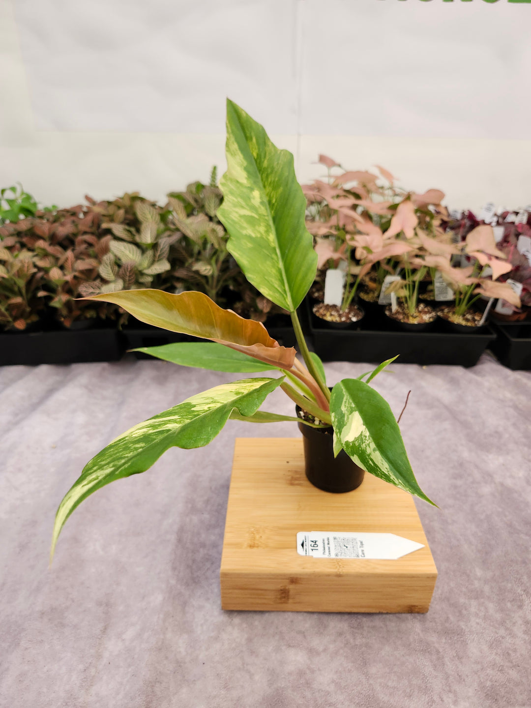 Philodendron Caramel Marble (3in)-164