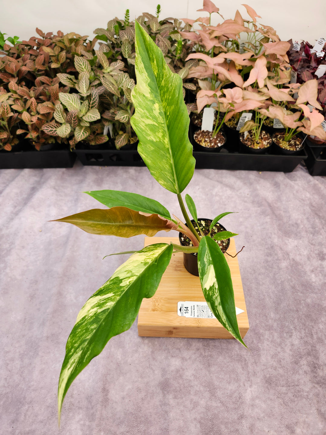 Philodendron Caramel Marble (3in)-164