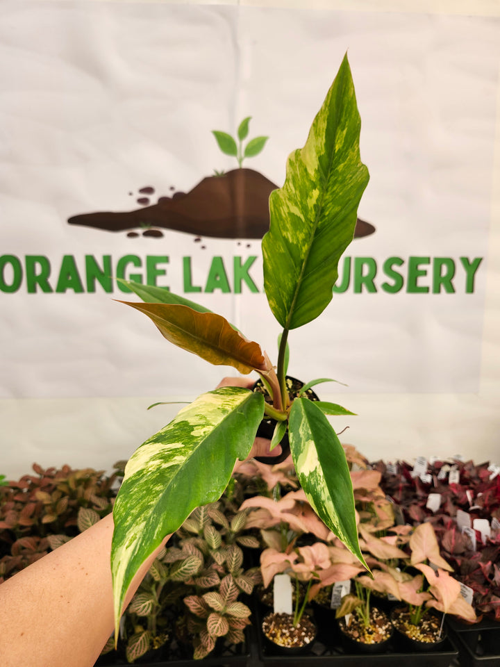 Philodendron Caramel Marble (3in)-164