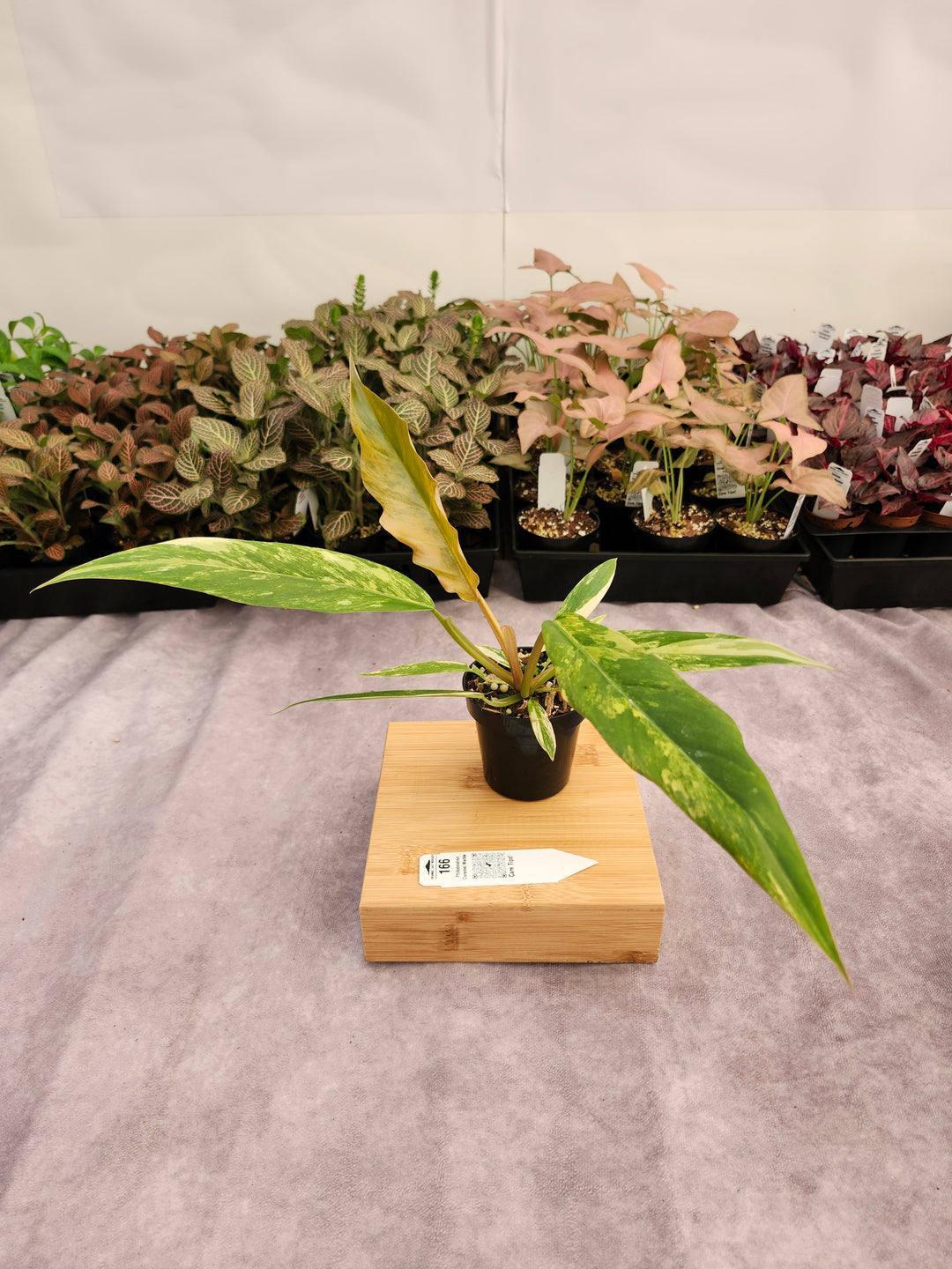 Philodendron Caramel Marble (3in)-166