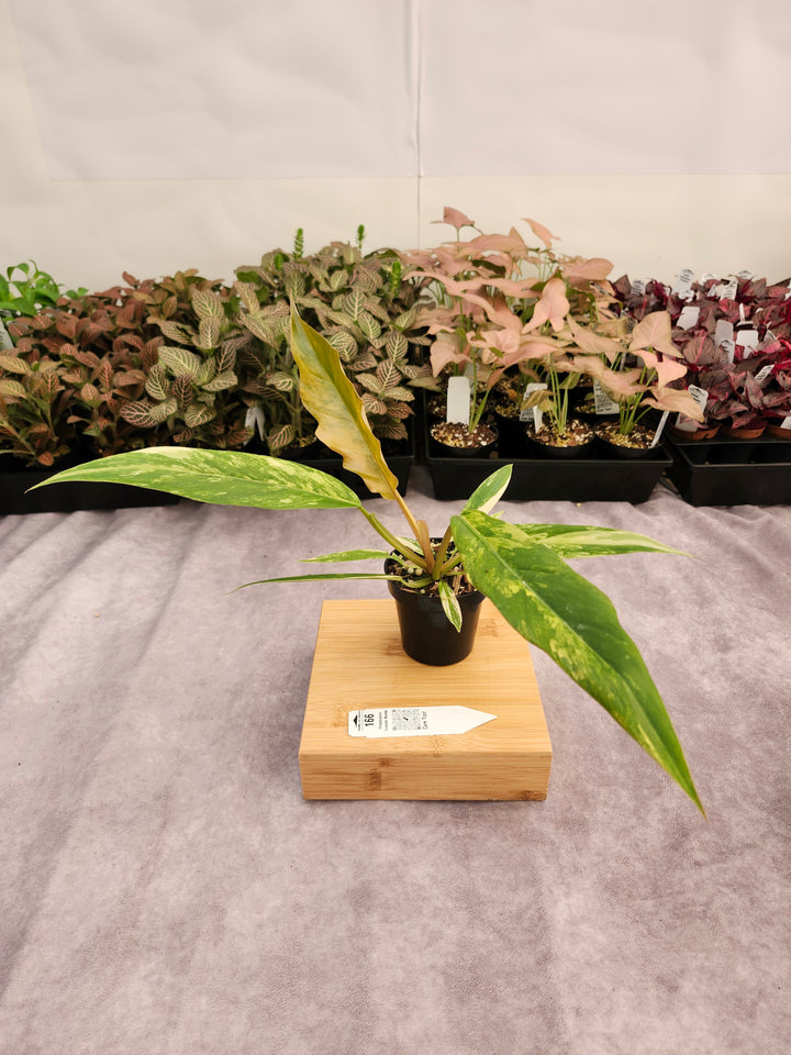 Philodendron Caramel Marble (3in)-166