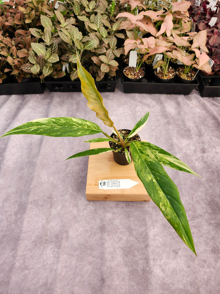 Philodendron Caramel Marble (3in)-166