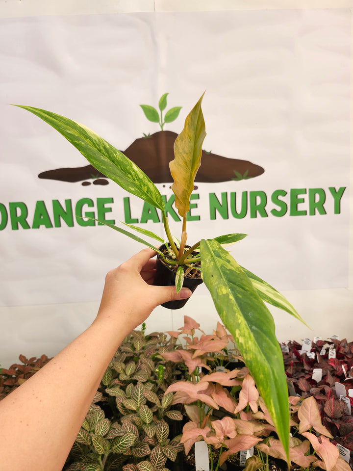 Philodendron Caramel Marble (3in)-166