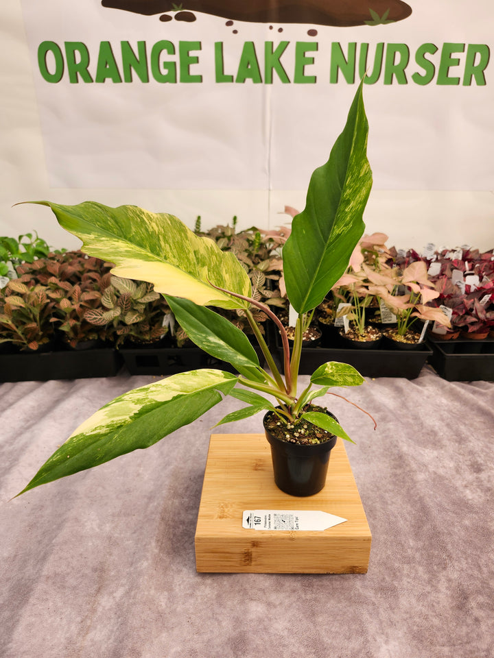 Philodendron Caramel Marble (3in)-167