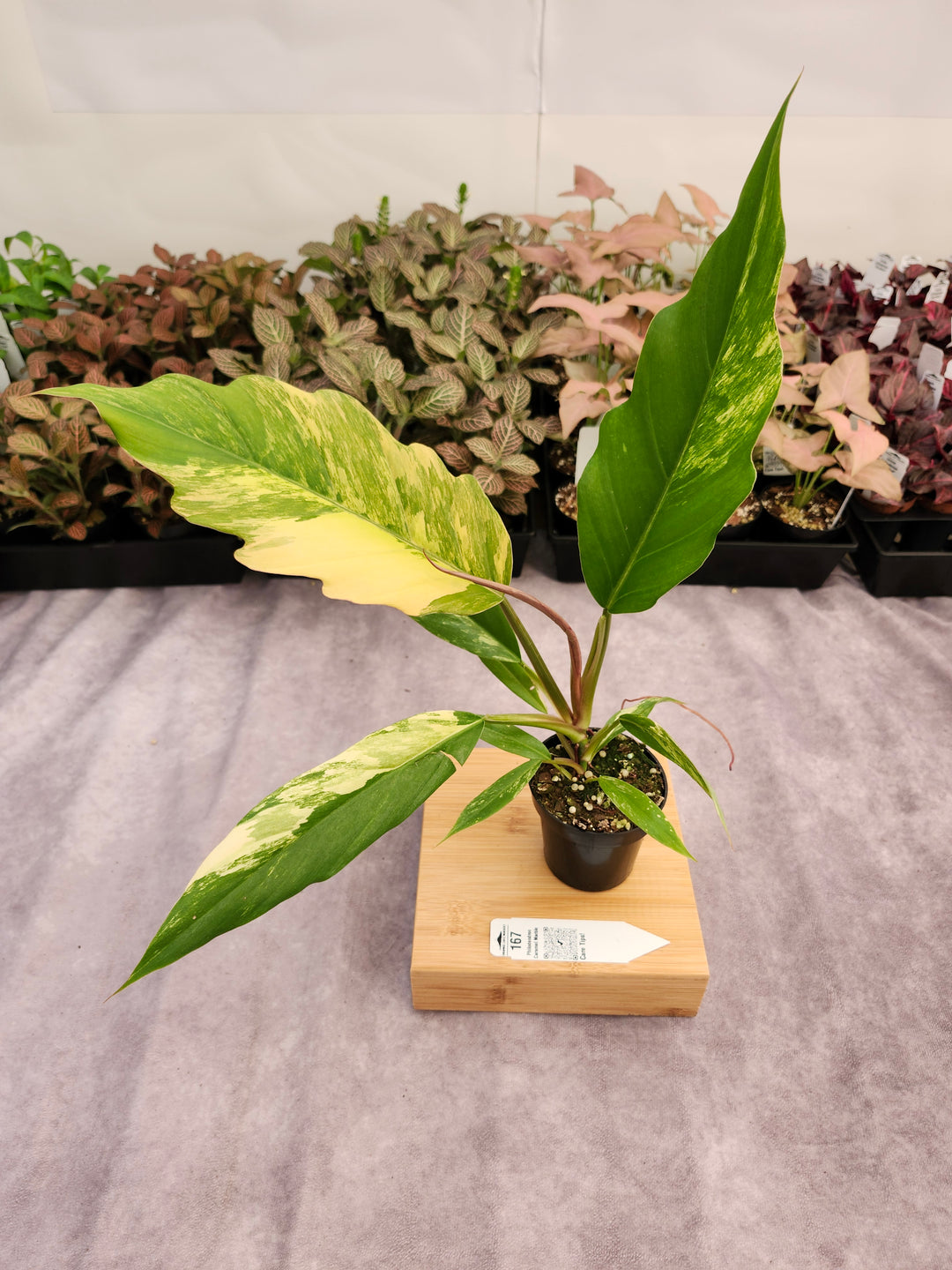 Philodendron Caramel Marble (3in)-167