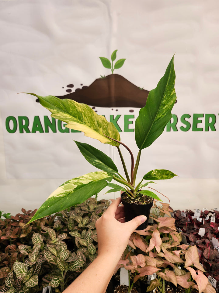 Philodendron Caramel Marble (3in)-167