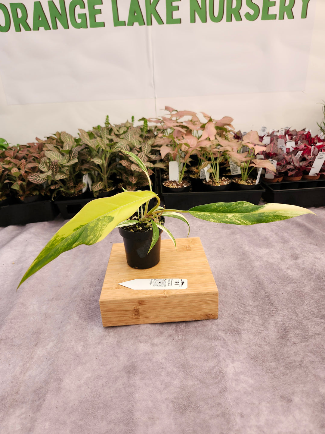 Philodendron Caramel Marble (3in)-171