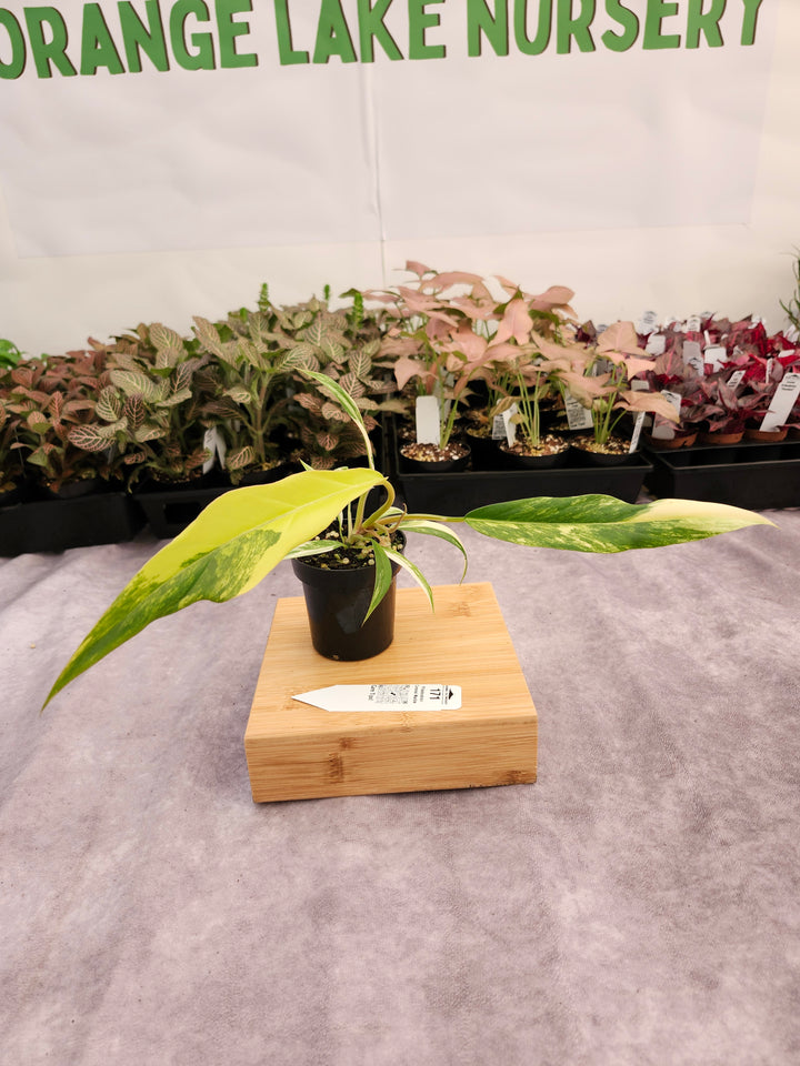 Philodendron Caramel Marble (3in)-171