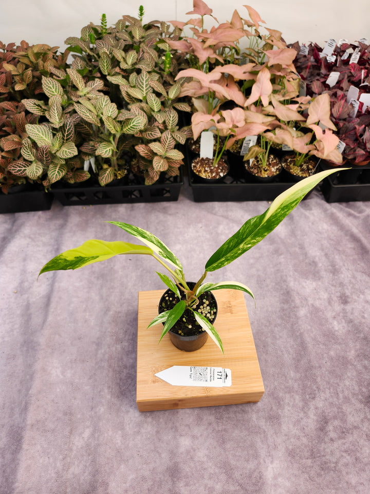 Philodendron Caramel Marble (3in)-171