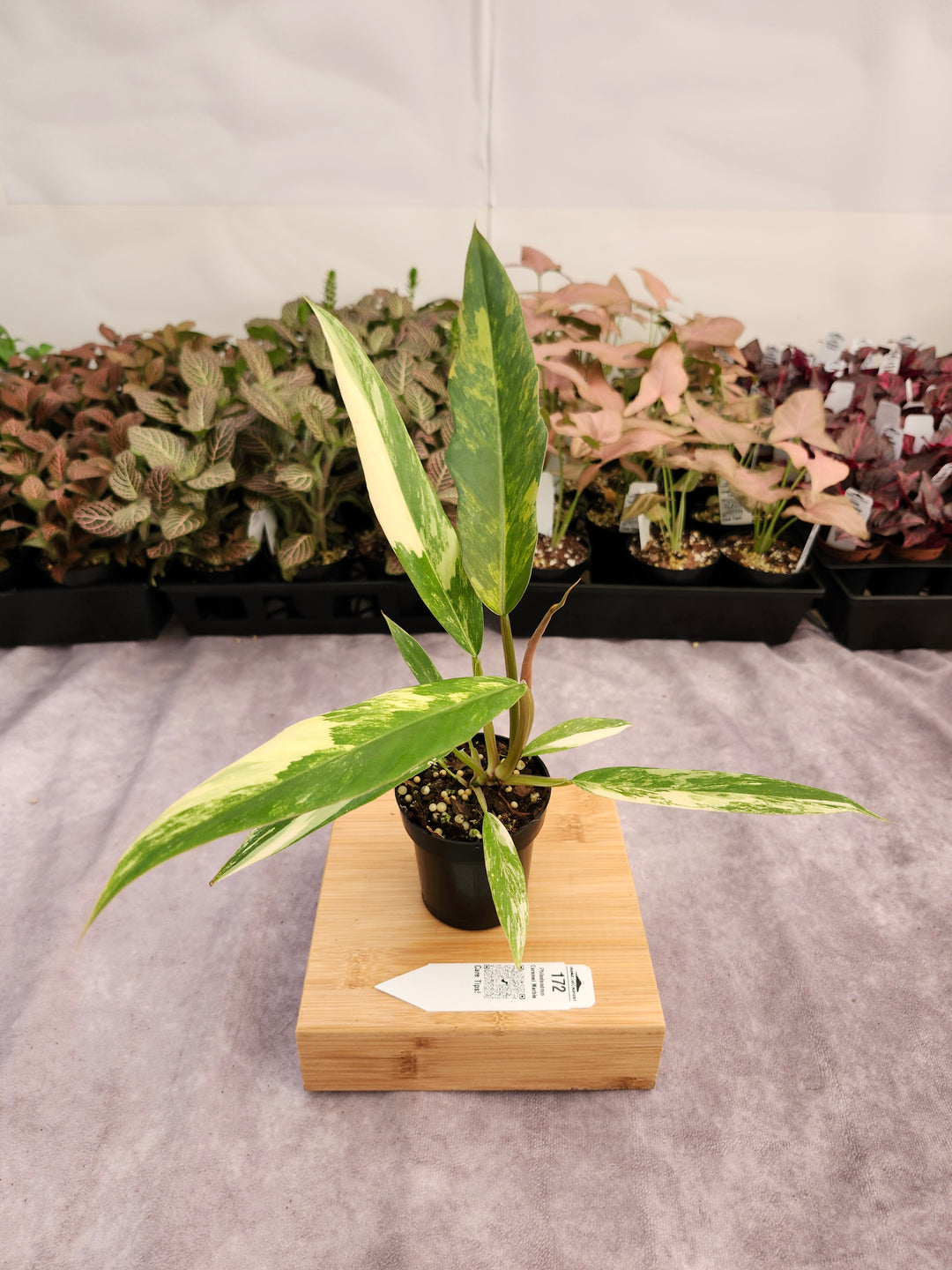 Philodendron Caramel Marble (3in)-172