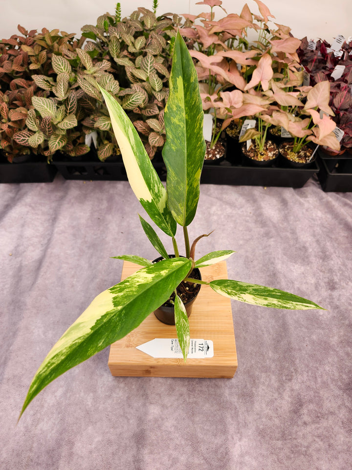 Philodendron Caramel Marble (3in)-172