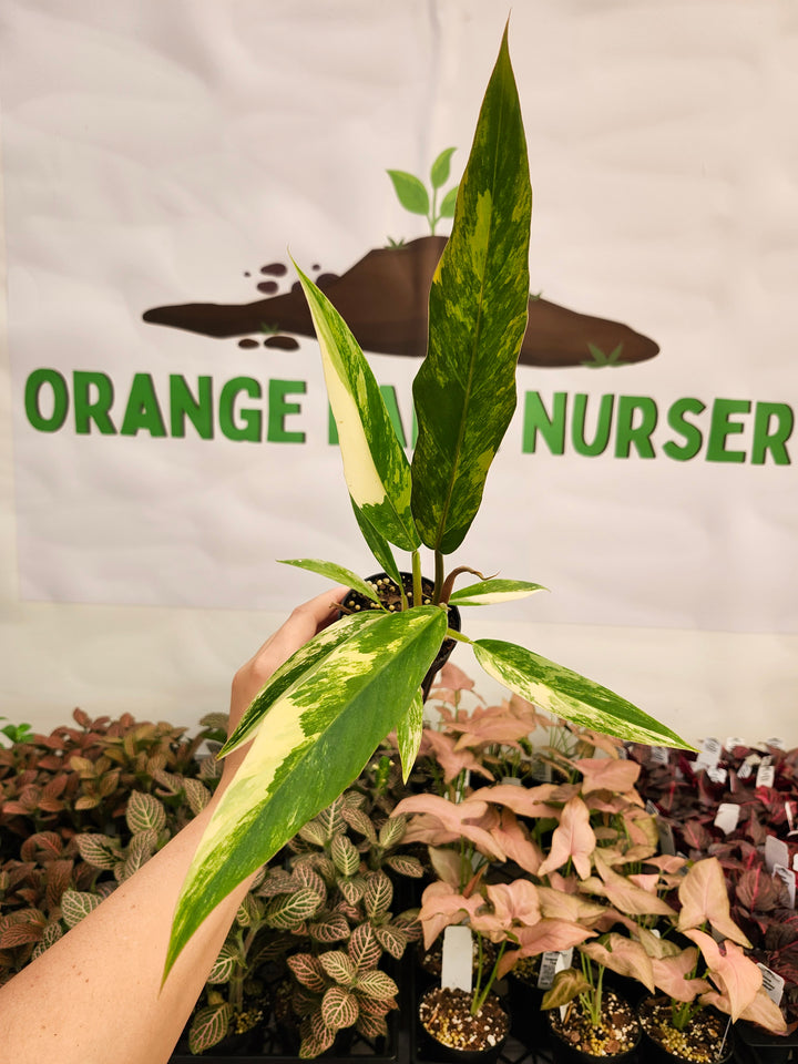 Philodendron Caramel Marble (3in)-172