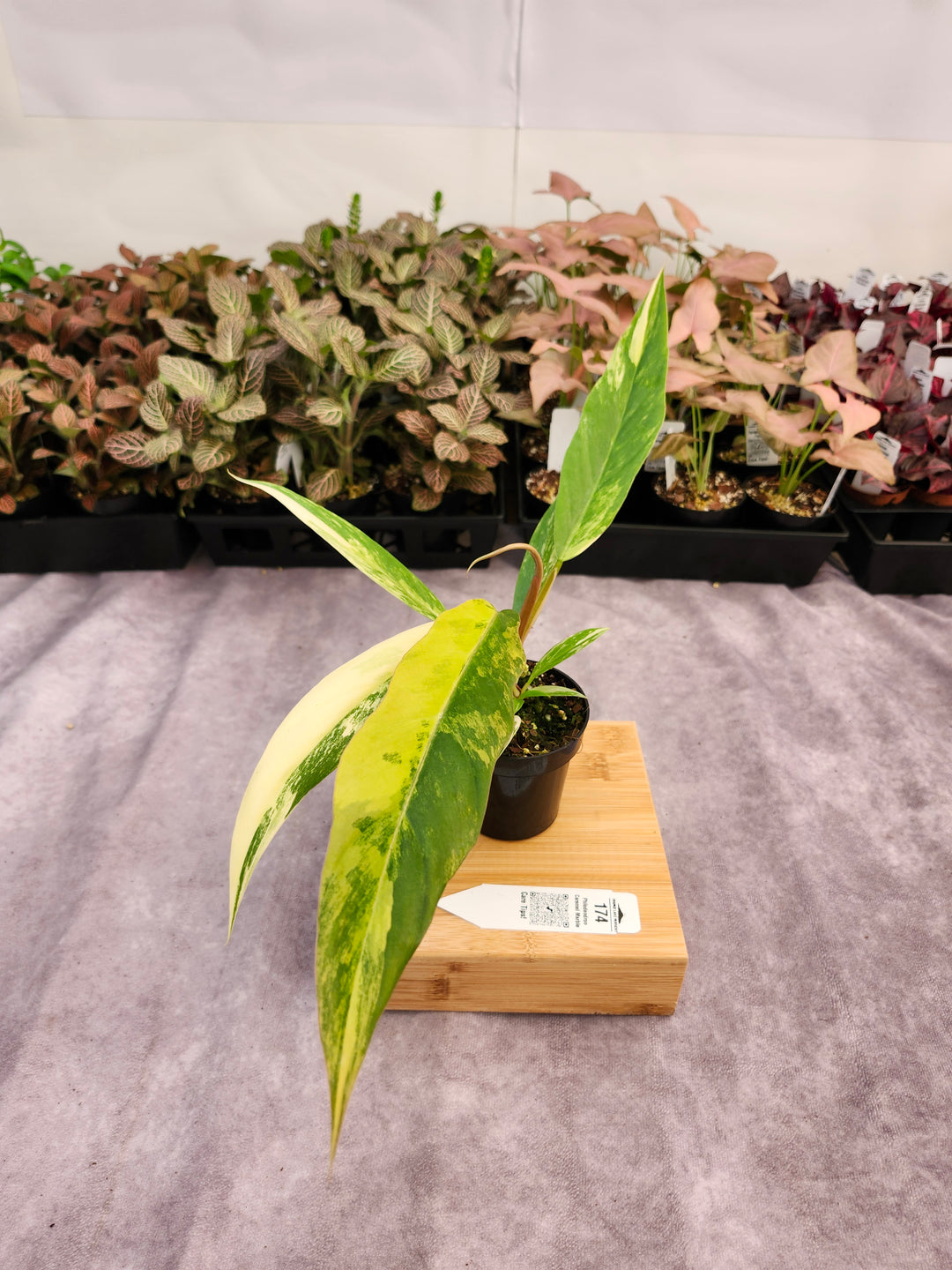 Philodendron Caramel Marble (3in)-174