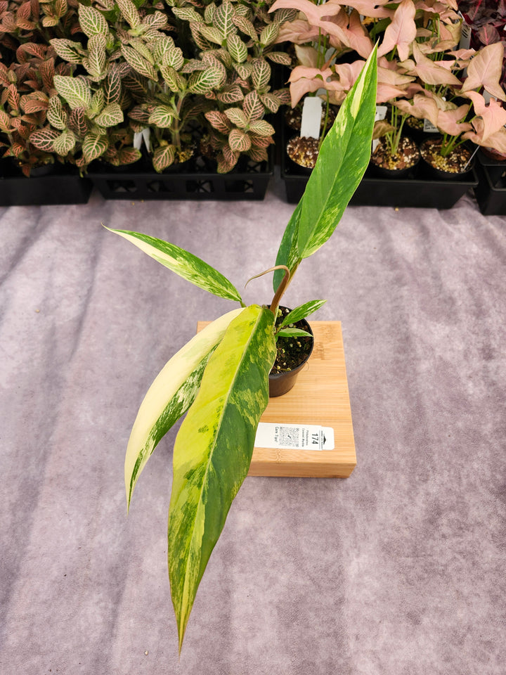 Philodendron Caramel Marble (3in)-174