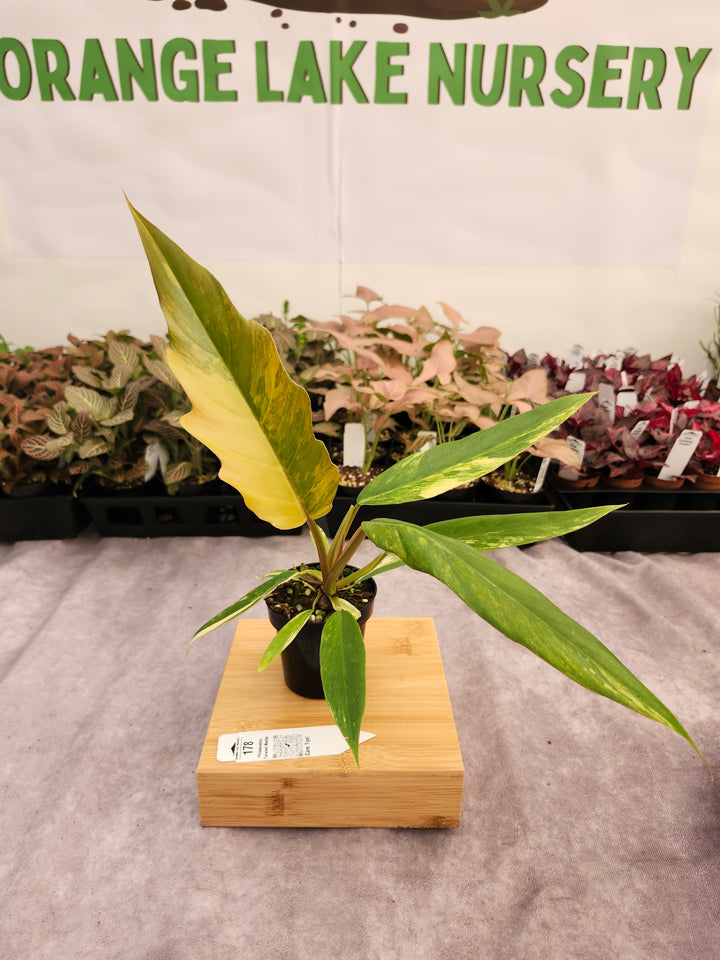 Philodendron Caramel Marble (3in)-178