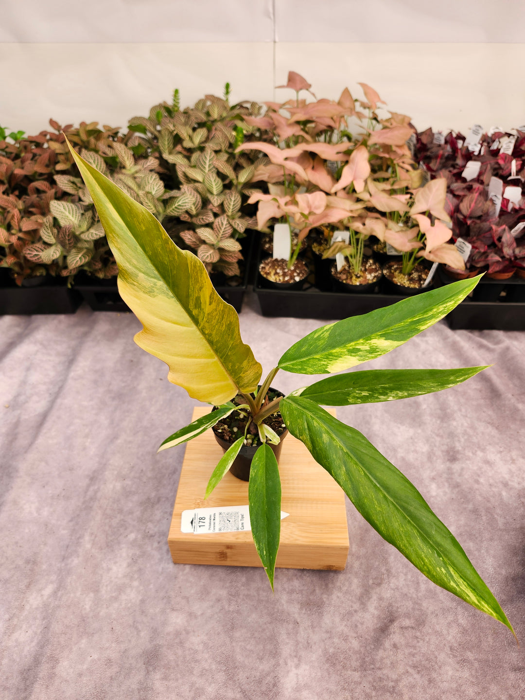 Philodendron Caramel Marble (3in)-178