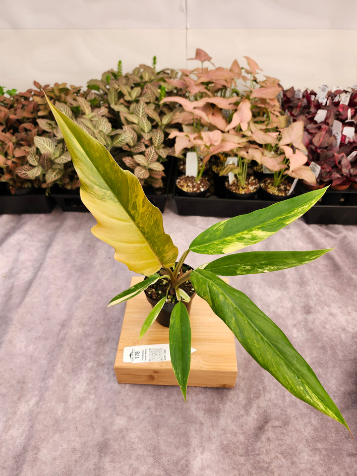 Philodendron Caramel Marble (3in)-178