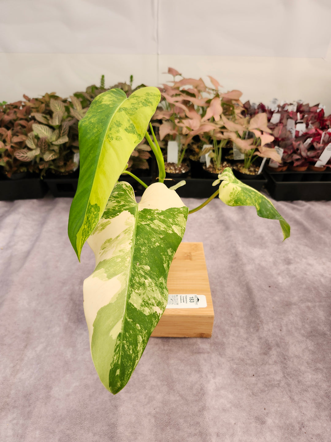 Philodendron Variegated Domesticum (3in) -183