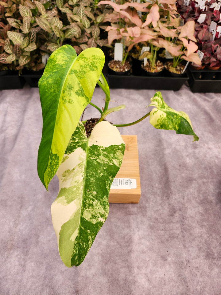 Philodendron Variegated Domesticum (3in) -183