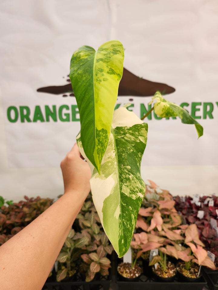 Philodendron Variegated Domesticum (3in) -183