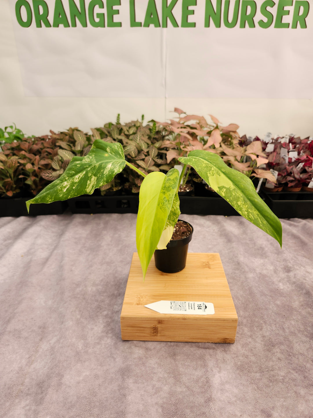 Philodendron Variegated Domesticum (3in) -184