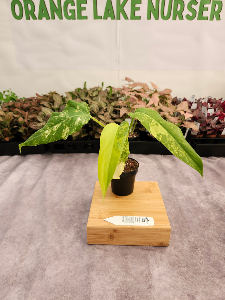 Philodendron Variegated Domesticum (3in) -184