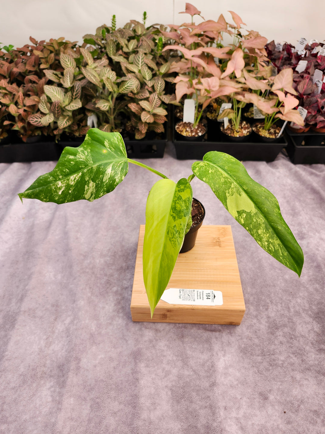 Philodendron Variegated Domesticum (3in) -184