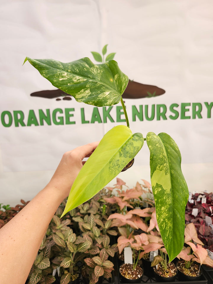 Philodendron Variegated Domesticum (3in) -184