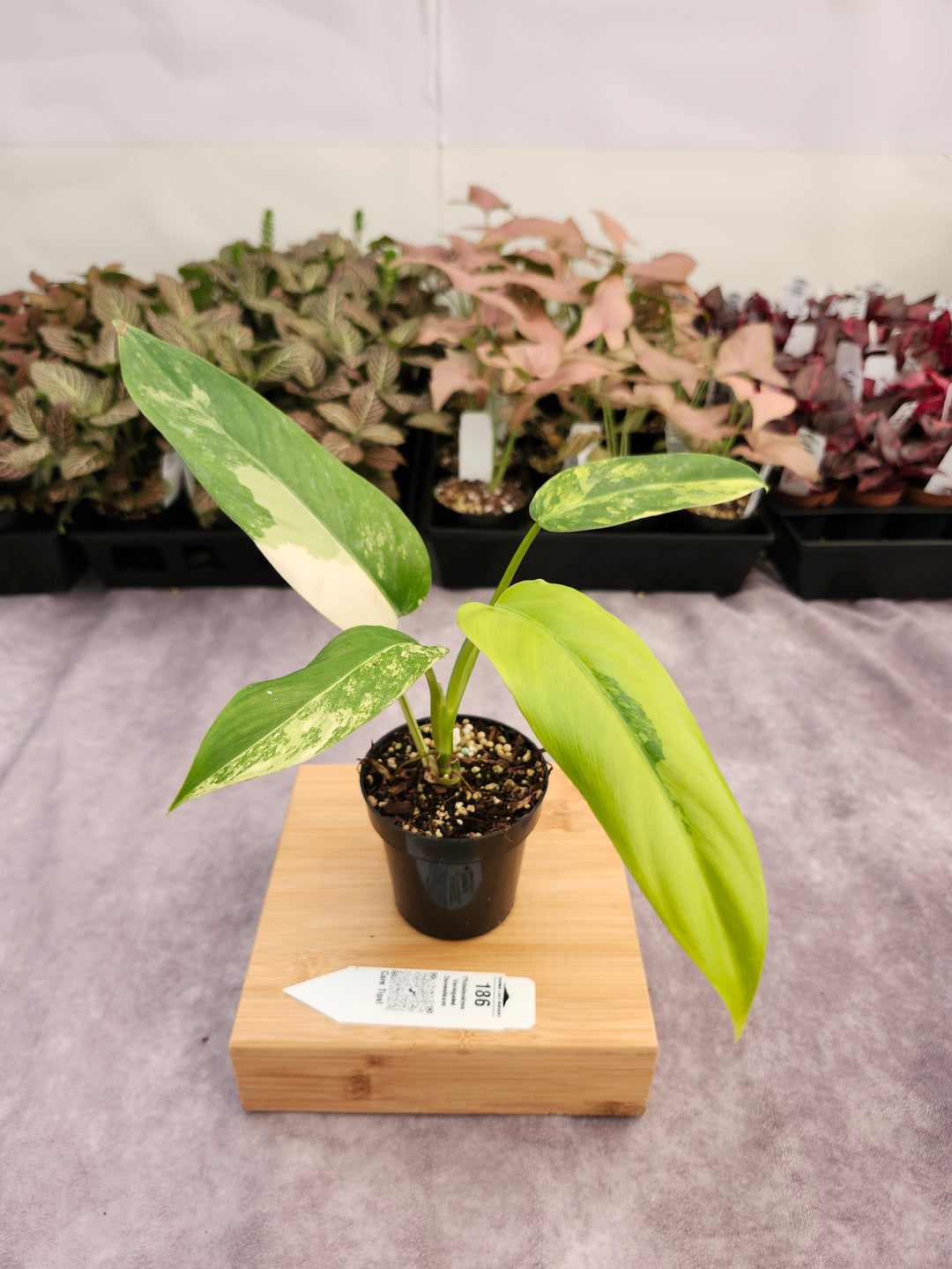 Philodendron Variegated Domesticum (3in) -186