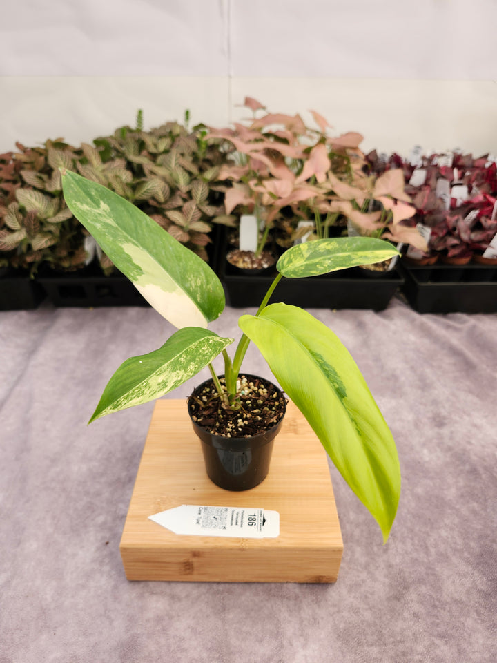 Philodendron Variegated Domesticum (3in) -186