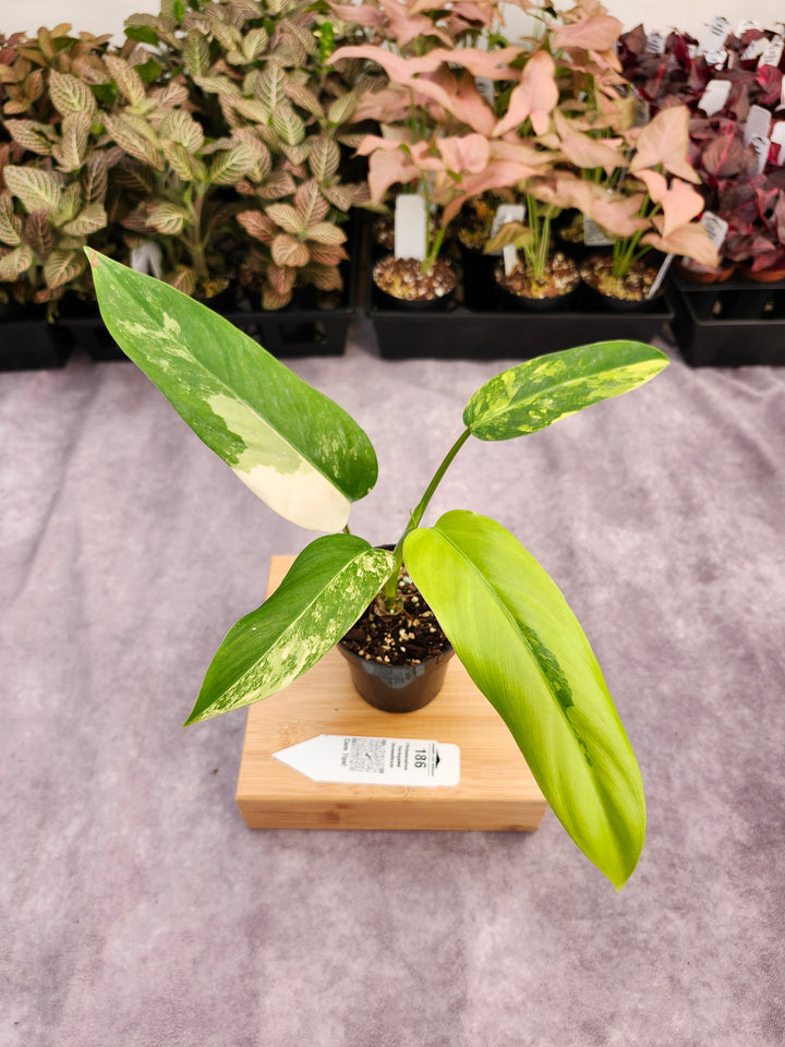 Philodendron Variegated Domesticum (3in) -186