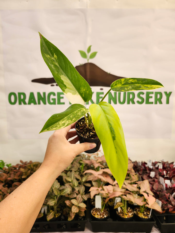 Philodendron Variegated Domesticum (3in) -186