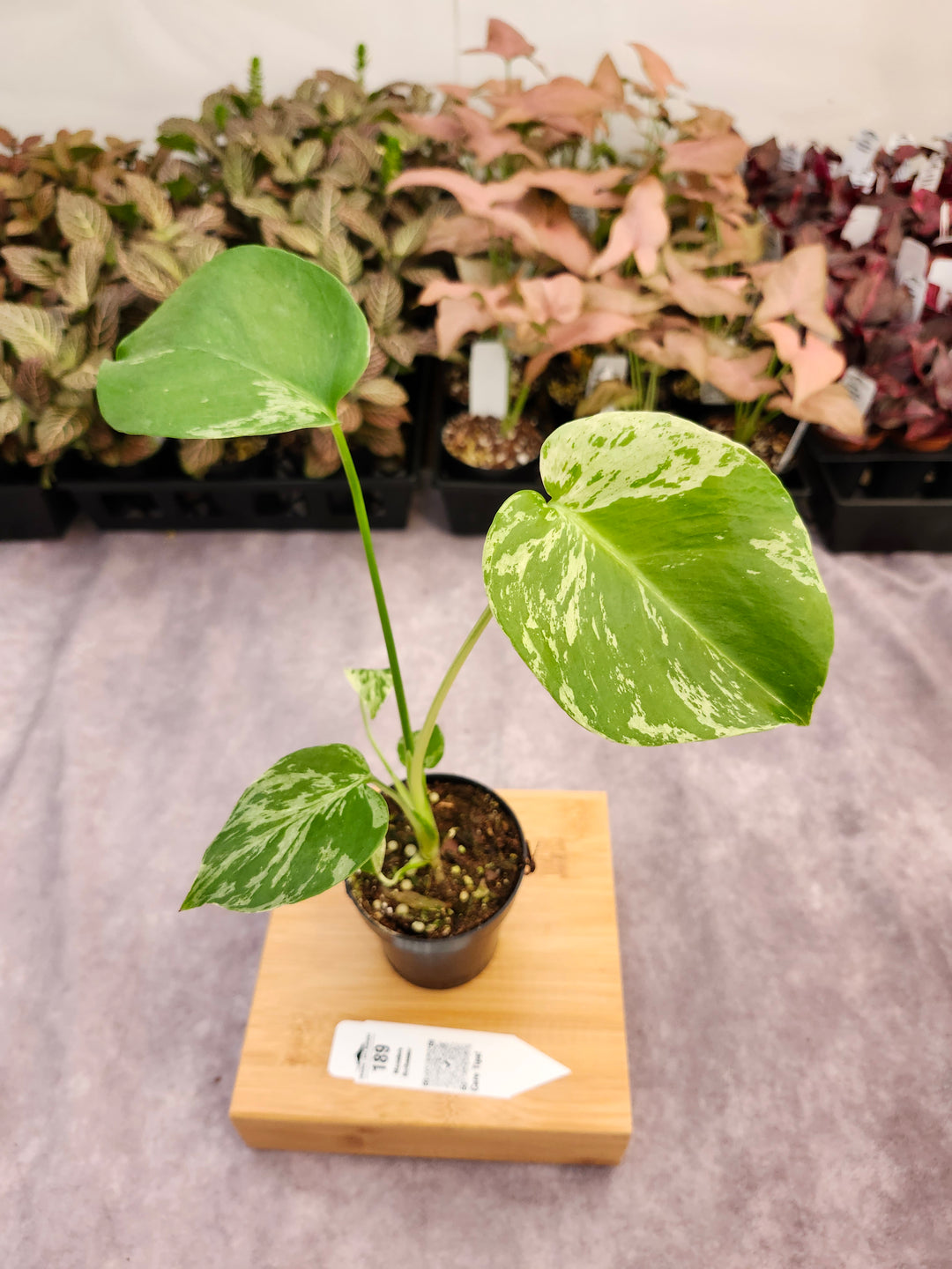 Monstera Bulbasaur (3in)-189