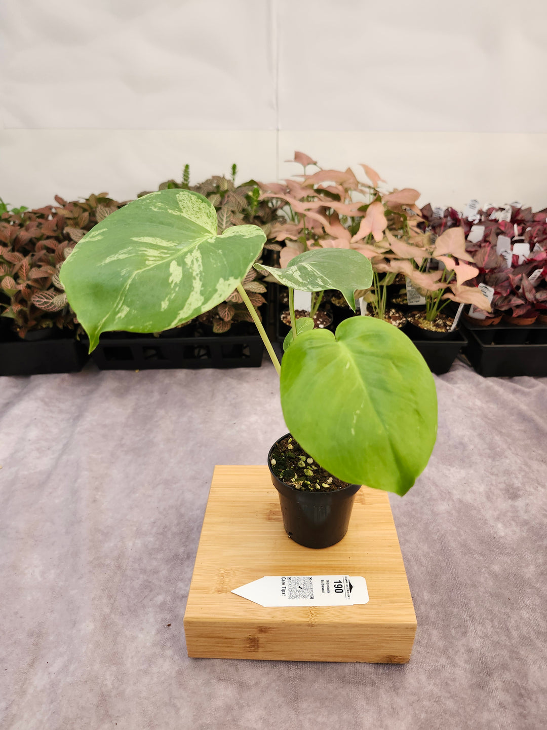 Monstera Bulbasaur (3in)-190