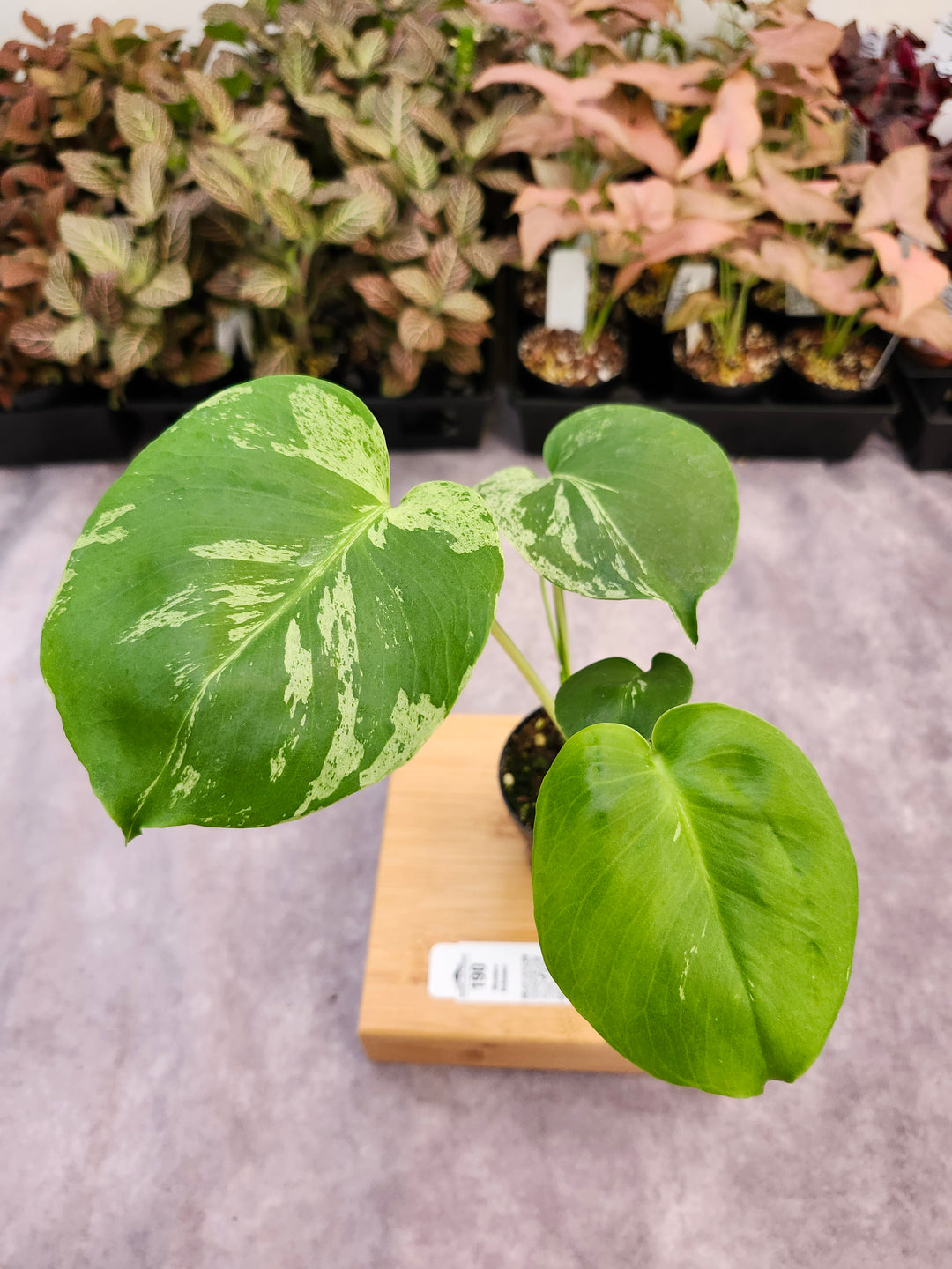 Monstera Bulbasaur (3in)-190
