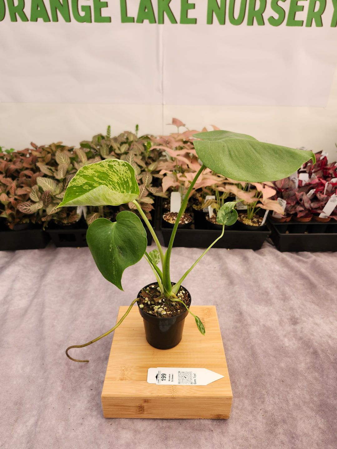 Monstera Bulbasaur (3in)-199