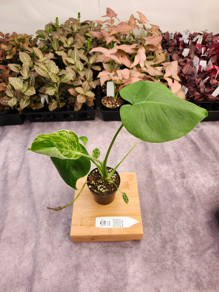 Monstera Bulbasaur (3in)-199