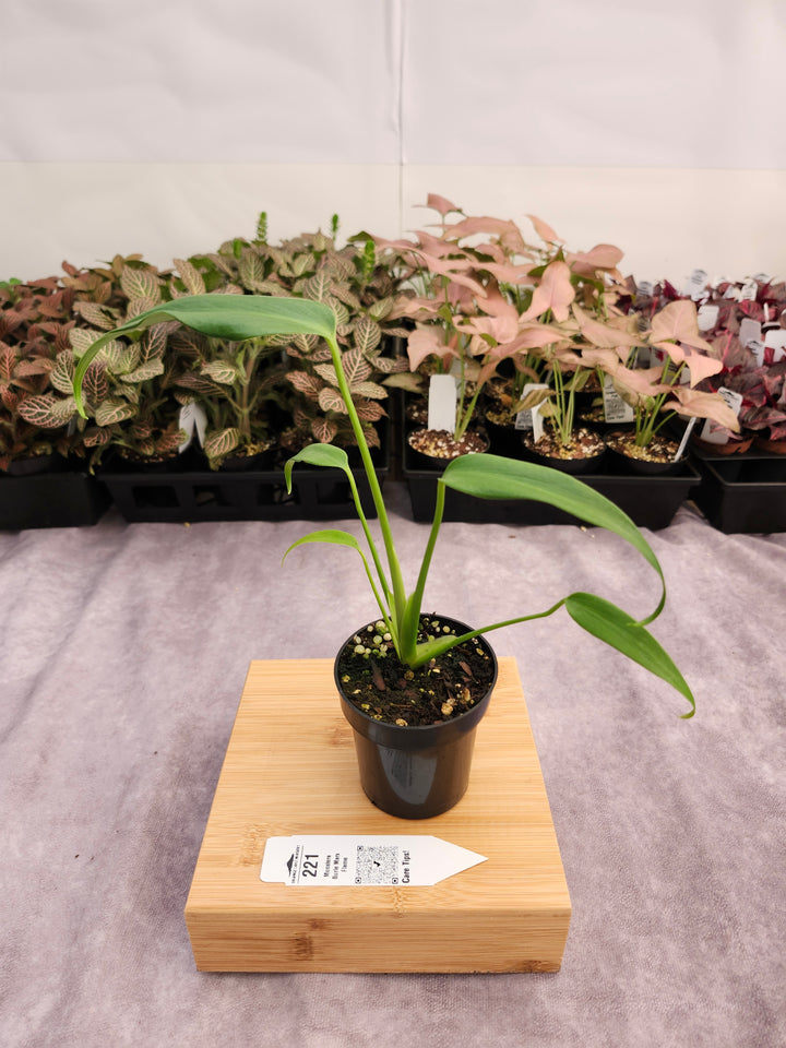 Monstera Burle Marx Flame (3in)-221