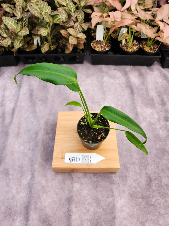 Monstera Burle Marx Flame (3in)-221